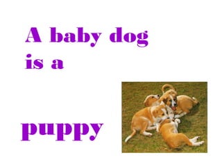 A baby dog
is a

puppy

 