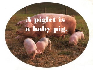 A piglet is
a baby pig.

 