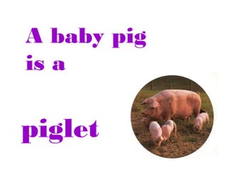 A baby pig
is a

piglet

 