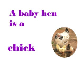 A baby hen
is a

chick

 