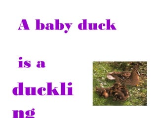 A baby duck
is a

duckli

 