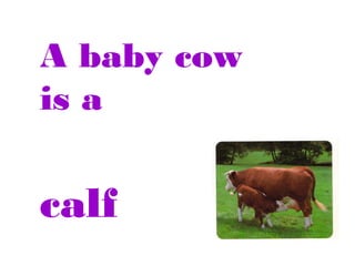A baby cow
is a

calf

 