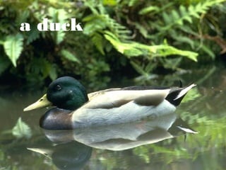 a duck

 