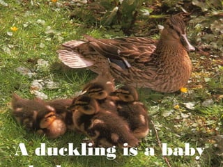 A duckling is a baby

 