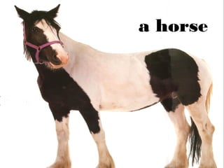 a horse

 