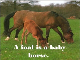 A foal is a baby
horse.

 