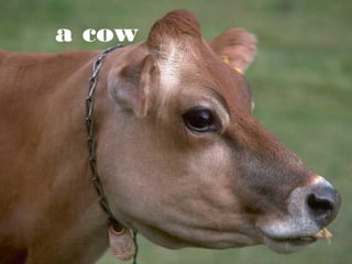 a cow

 