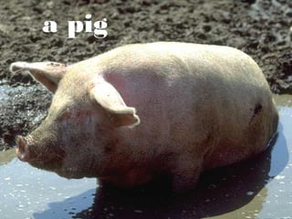 a pig

 