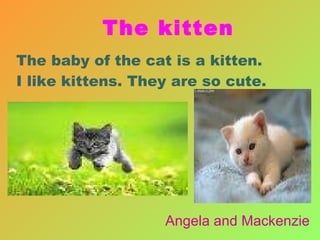 The baby of the cat is a kitten. I like kittens. They are so cute. Angela and Mackenzie The kitten 