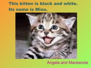 This kitten is black and white. Its name is Mixu. Angela and Mackenzie 