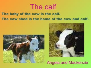 The baby of the cow is the calf. The cow shed is the home of the cow and calf.   Angela and Mackenzie The calf 