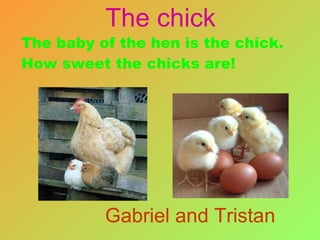 The baby of the hen is the chick. How sweet the chicks are! Gabriel and Tristan The chick 