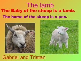 The Baby of the sheep is a lamb.   The home of the sheep is a pen. The lamb Gabriel and Tristan 