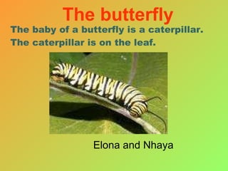 The baby of a butterfly is a caterpillar.  The caterpillar is on the leaf. Elona and Nhaya  The butterfly 