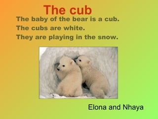 The baby of the bear is a cub. The cubs are white. They are playing in the snow. The cub Elona and Nhaya  