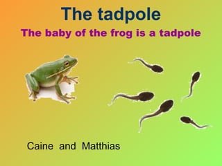 The baby of the frog is a tadpole Caine  and  Matthias The tadpole 