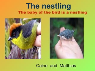 The baby of the bird is a nestling Caine  and  Matthias The nestling 
