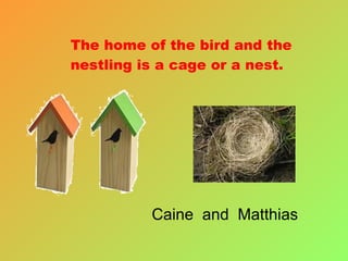 The home of the bird and the nestling is a cage or a nest. Caine  and  Matthias 