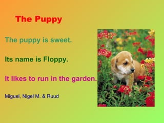 The Puppy The puppy is sweet. Its name is Floppy. It likes to run in the garden. Miguel, Nigel M. & Ruud 