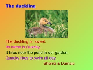 The duckling The duckling is  sweet. Its name is Quacky. It lives near the pond in our garden. Quacky likes to swim all day . Shania & Damaia 