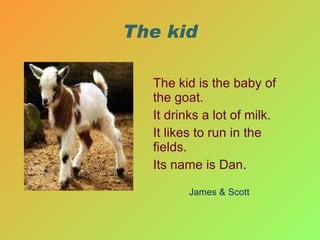 The kid The kid is the baby of the goat. It drinks a lot of milk. It likes to run in the fields. Its name is Dan . James & Scott 
