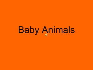 Baby Animals 