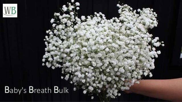 Baby S Breath Bulk For Beautiful Weddings