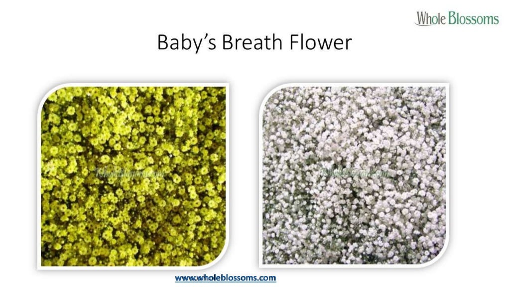 Baby’s Breath Flower