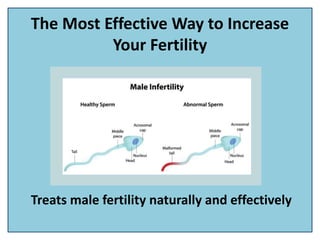 The Most Effective Way to Increase
Your Fertility
Treats male fertility naturally and effectively
 