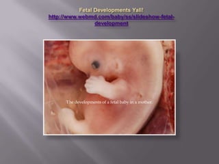 http://www.webmd.com/baby/ss/slideshow-fetal-
               development




      The developments of a fetal baby in a mother.
 