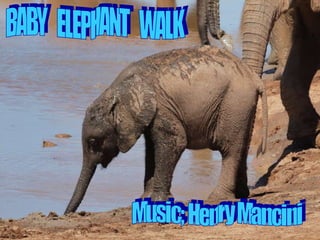 BABY  ELEPHANT  WALK Music; Henry Mancini 