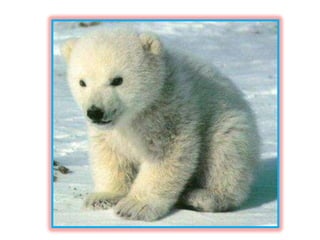 Baby "Flocke" The Polar Bear