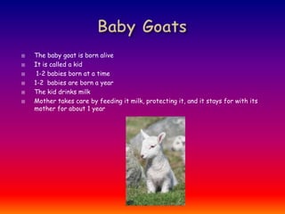 Baby Goats The baby goat is born alive  It is called a kid  1-2 babies born at a time 1-2  babies are born a year The kid drinks milk Mother takes care by feeding it milk, protecting it, and it stays for with its mother for about 1 year 