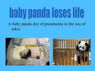 A baby panda dye of pneumonia in the zoo of
 tokio
 