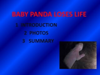 BABY PANDA LOSES LIFE
1 INTRODUCTION
    2 PHOTOS
   3 SUMMARY
 