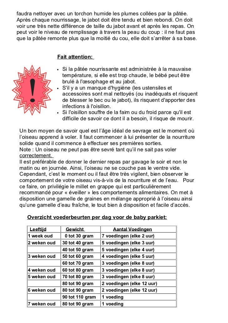 Infos Pratiques Lors De L Achat Et De L Elevage D Une Bebe Perruche C