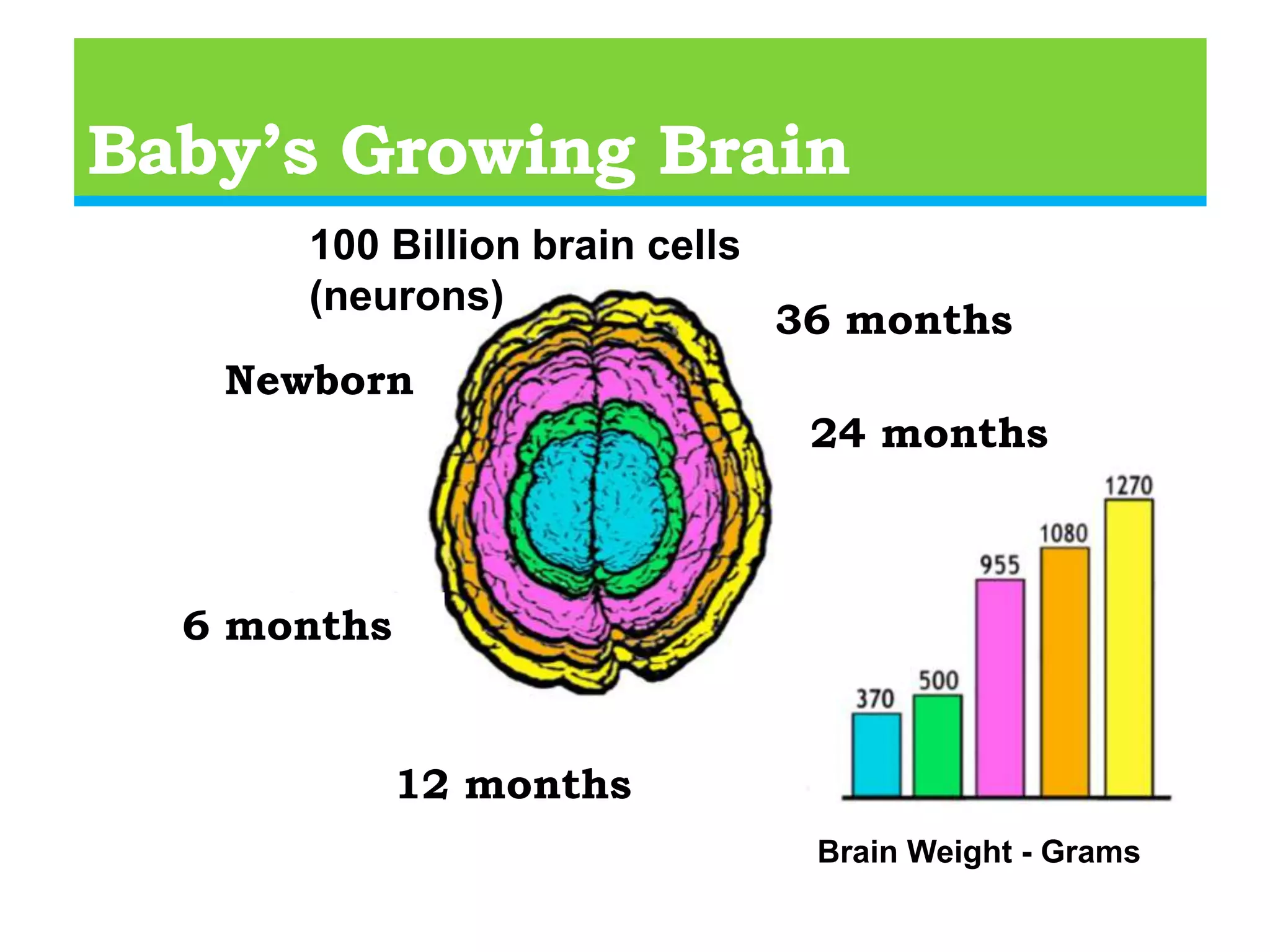 Brain cells are “raw” materials —a       - a framework Parts of the brain     at different times Predictable sequence,     - “developmental materialsmaturemilestones”