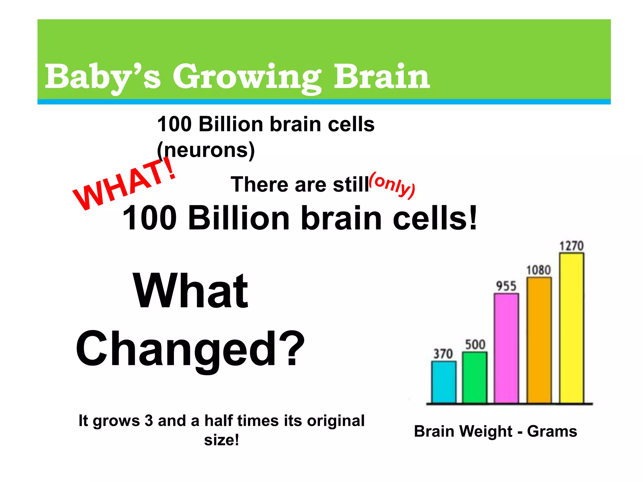 Baby’s Growing Brain100 Billion brain cells (neurons)NewbornBrain Weight - Grams