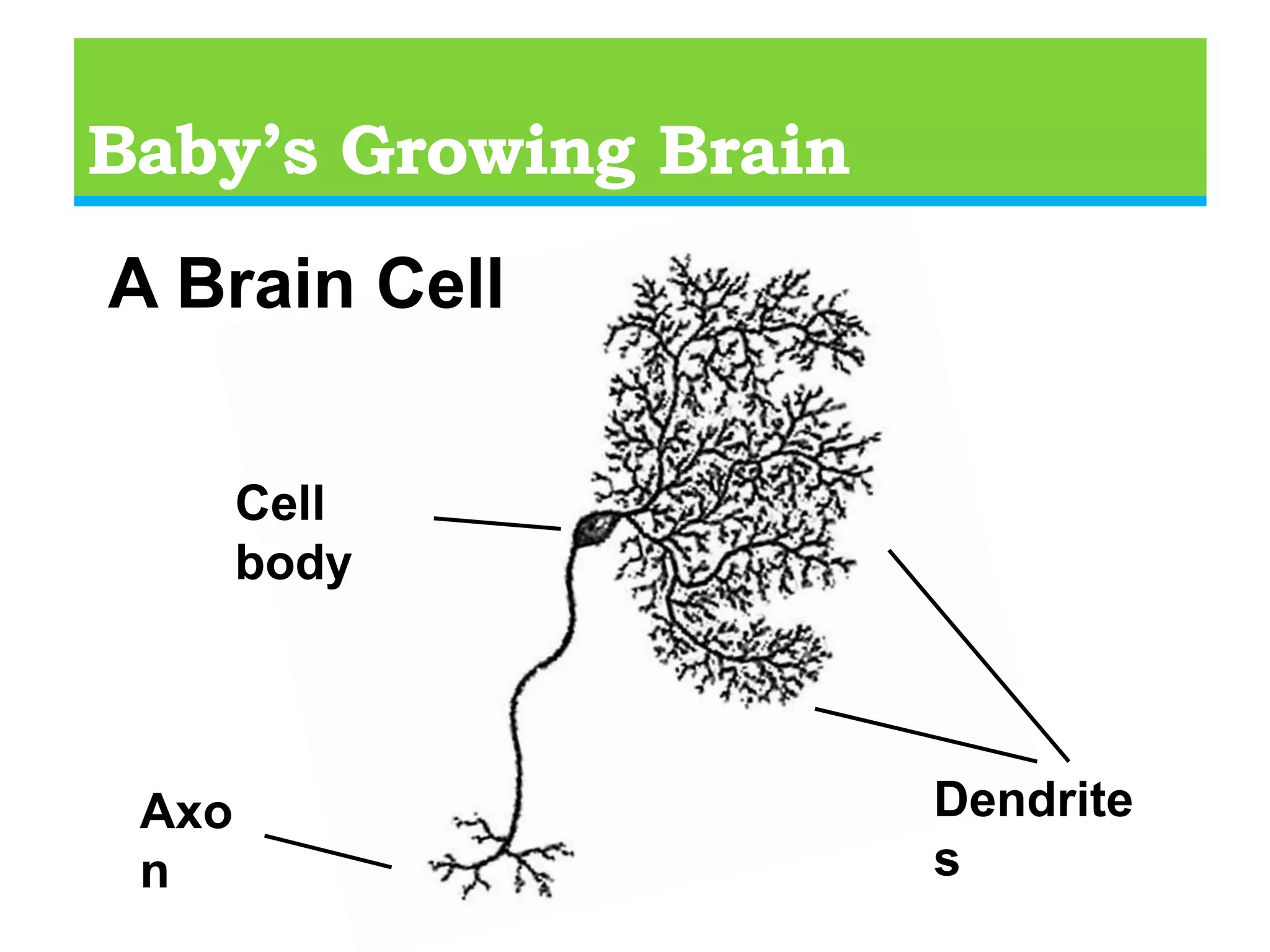 Baby’s Growing Brain100 Billion brain cells (neurons)6 monthsBrain Weight - Grams