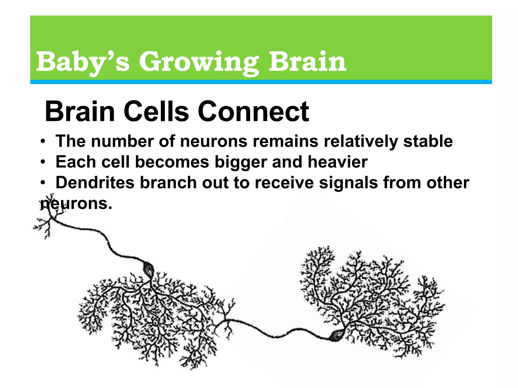 Baby’s Growing Brain100 Billion brain cells (neurons)1 yearBrain Weight - Grams