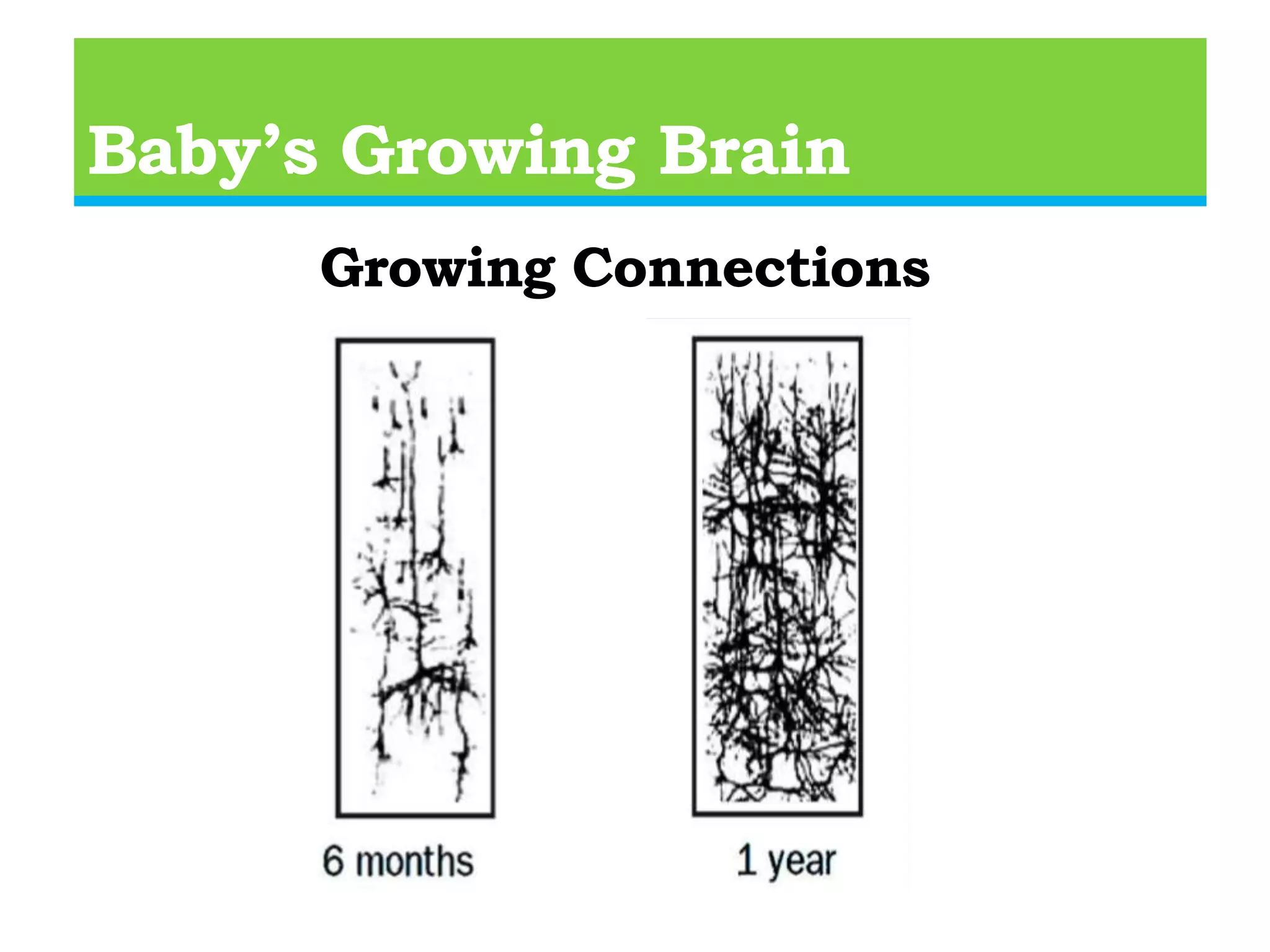Baby’s Growing Brain100 Billion brain cells (neurons) 24 months  Brain Weight - Grams