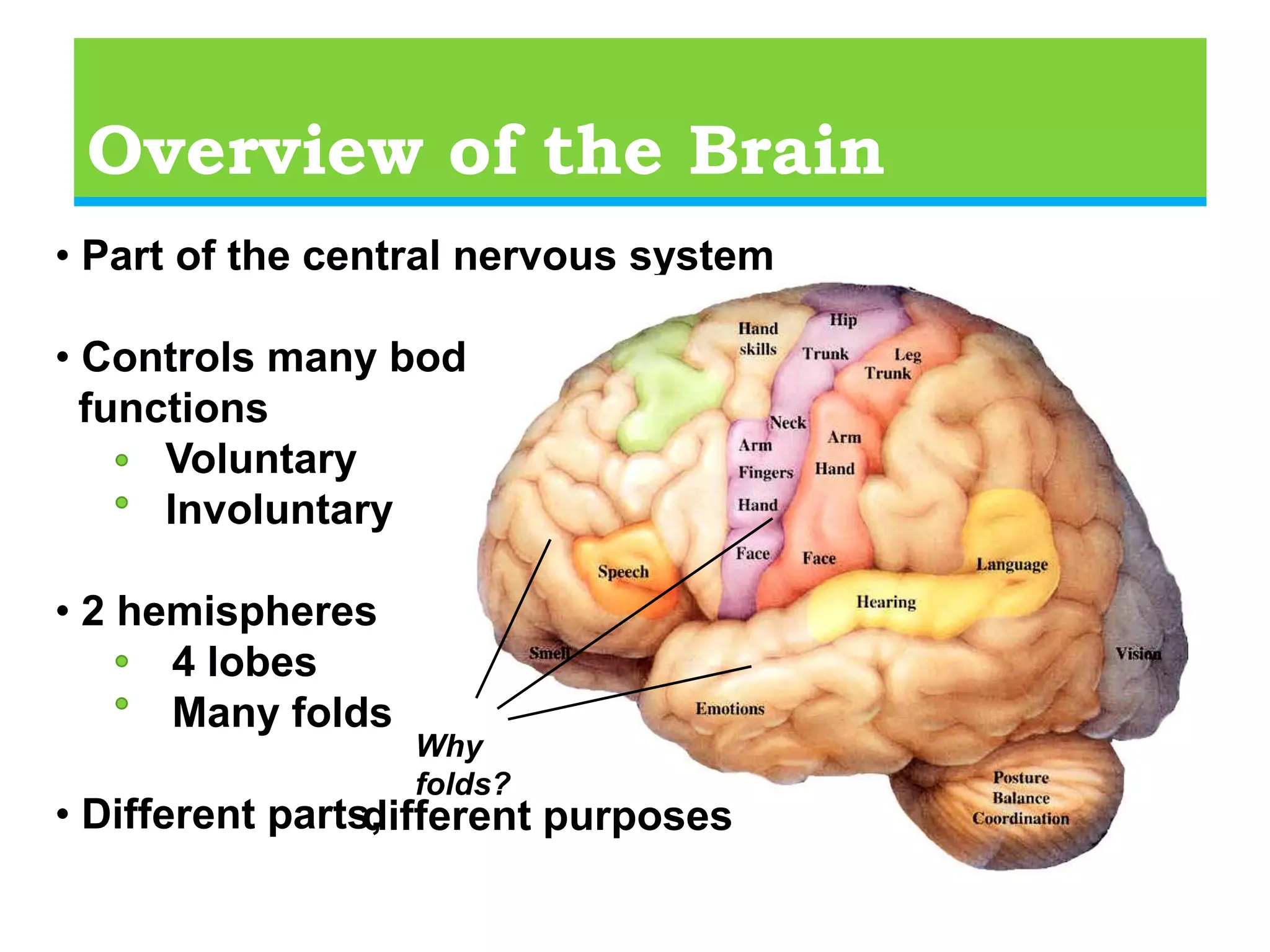    Language development  