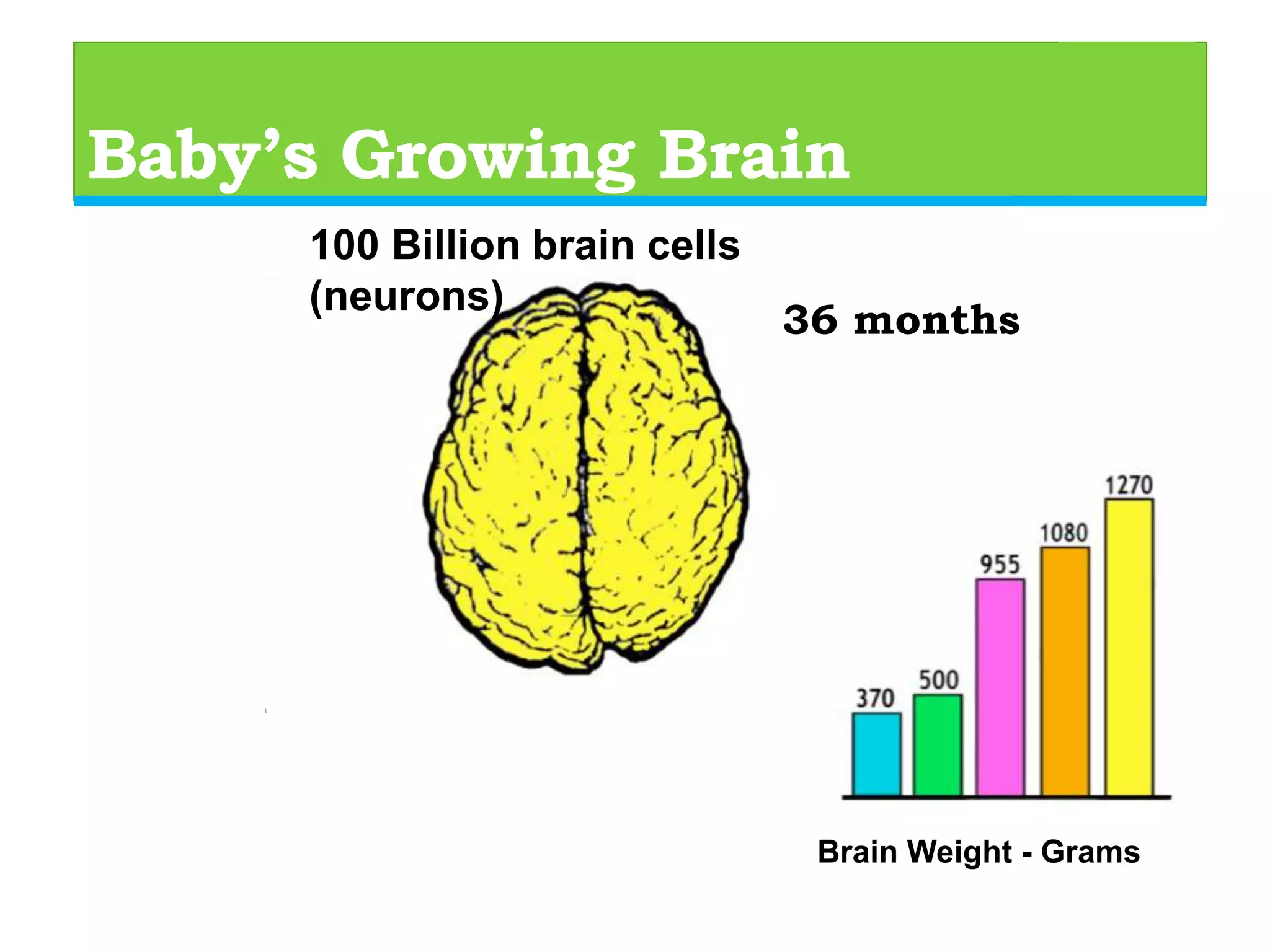 Overview of the Brain  100 Billion brain cells at birth 
