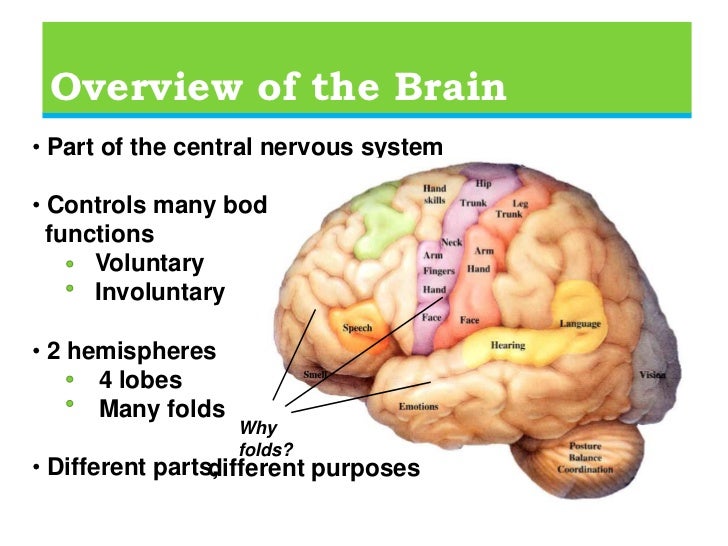 brain development