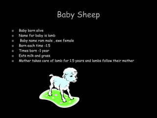 Baby Sheep Baby born alive Name for baby is lamb  Baby name ram male , ewe female Born each time -1.5 Times born -1 year      Eats milk and grass Mother takes care of lamb for 1.5 years and lambs follow their mother                                                                                  