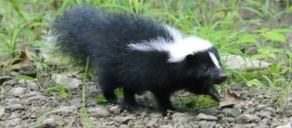 Babyskunk