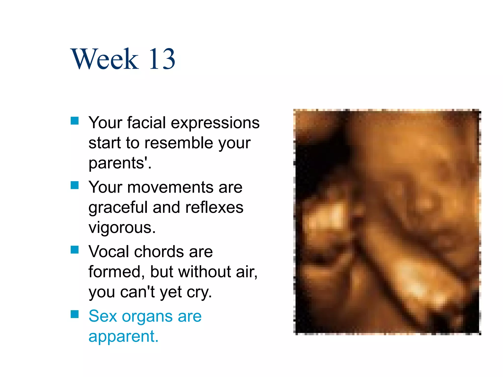 Week 13
   Your facial expressions
    start to resemble your
    parents'.
   Your movements are
    graceful and reflexes
    vigorous.
   Vocal chords are
    formed, but without air,
    you can't yet cry.
   Sex organs are
    apparent.
 