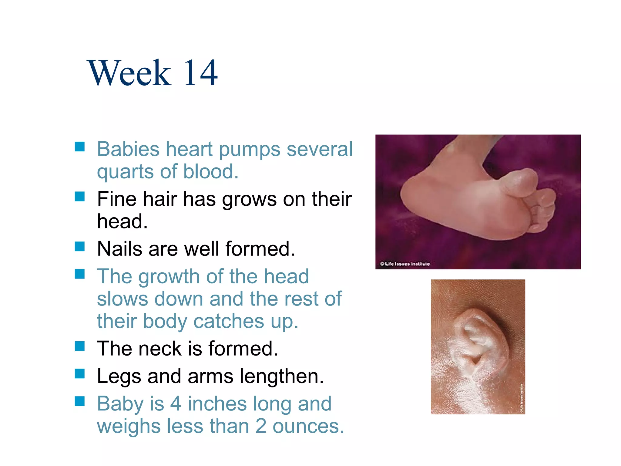 Week 14
   Babies heart pumps several
    quarts of blood.
   Fine hair has grows on their
    head.
   Nails are well formed.
   The growth of the head
    slows down and the rest of
    their body catches up.
   The neck is formed.
   Legs and arms lengthen.
   Baby is 4 inches long and
    weighs less than 2 ounces.
 