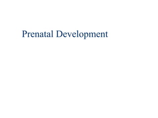 Prenatal Development
 