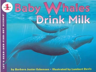 Baby whales drink milk